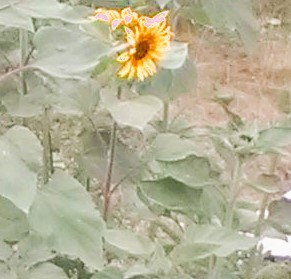 sunflowers blooming among leaves